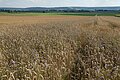 Landwirtschaftliche Flächen bei Unterasbach