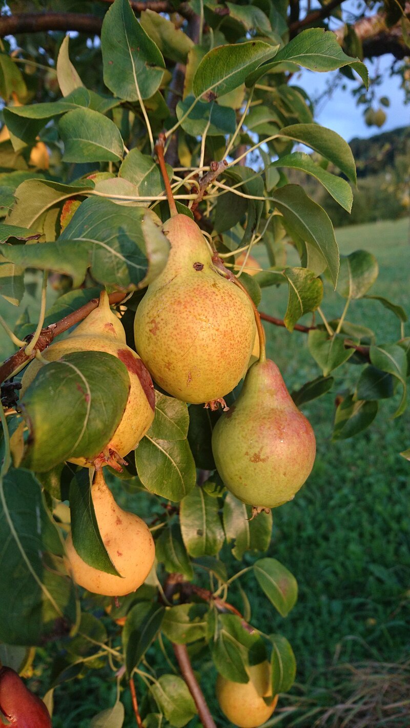 Birnen Obstarche Gnotzheim Reife Birnen an einem Birnenbaum in der Obstarche Gnotzheim.