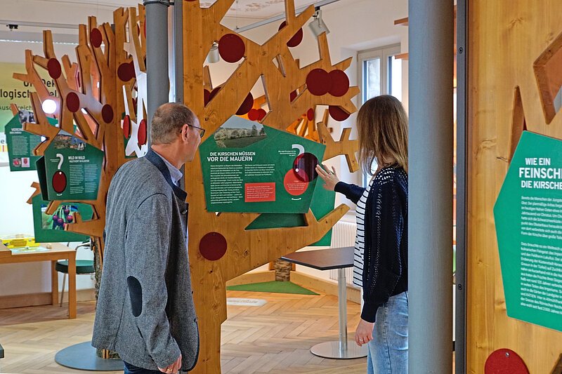 Zwei Besucher die die Stationen in der Kirschenausstellung erkunden.