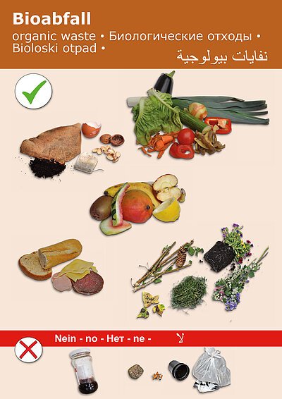 Kommunale Abfallwirtschaft Biomüll-Plakat 4-sprachig. Übersicht, was in die Biotonne gegeben werden darf.