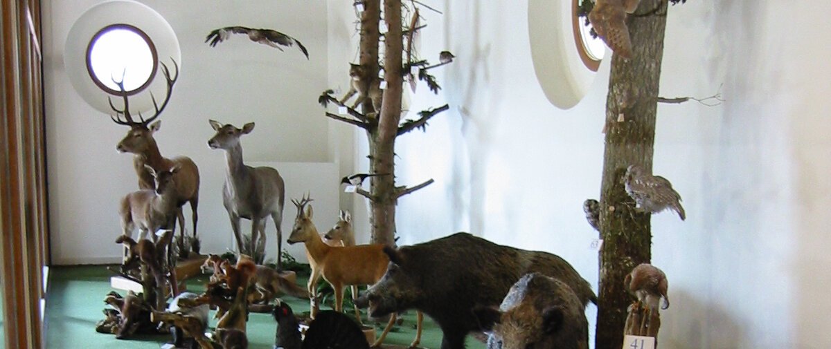 Waldtiere als Ausstellungsstücke im Natur- und Jagdmuseum Pappenheim.