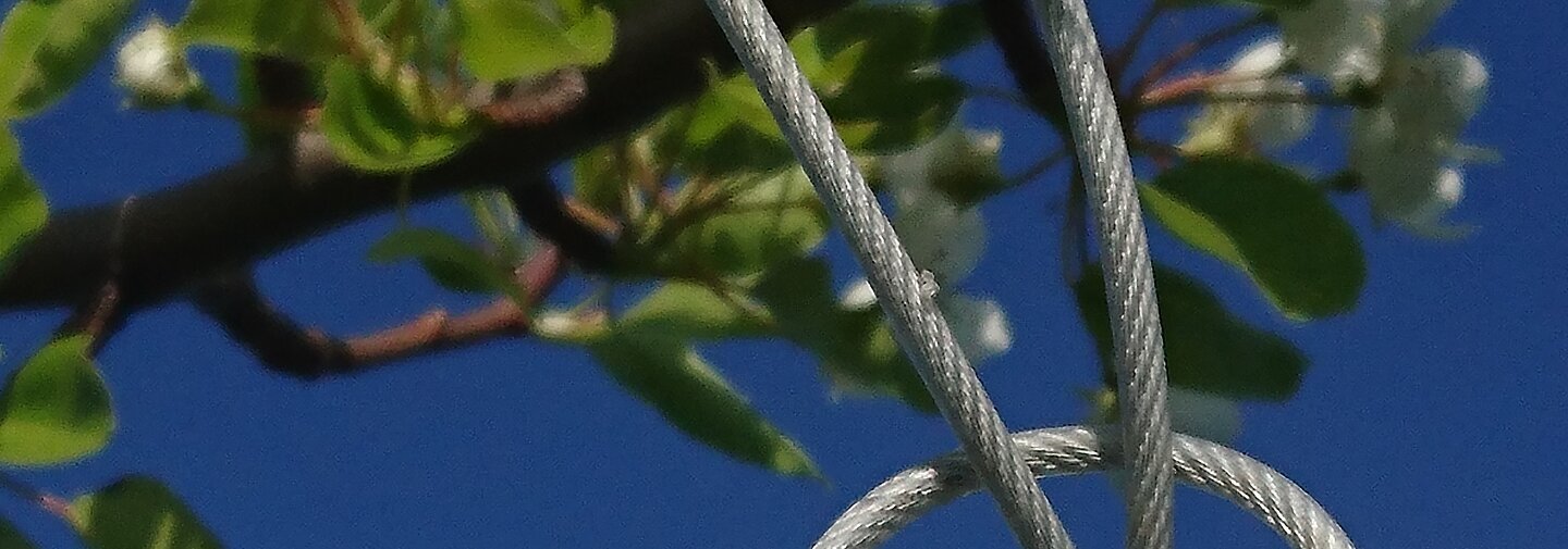 Ein Hinweisschild an einem Birnenbaum mit dem Sortenhinweis "Sommer-Blutbirne".