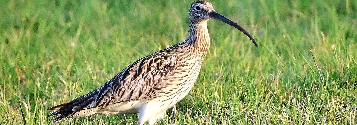 Brachvogel steht auf der Wiese