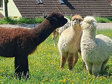 2025 - Tag der offenen Gartentür -Alpakahof