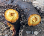 Jap. Staudenknöterich Rhizome